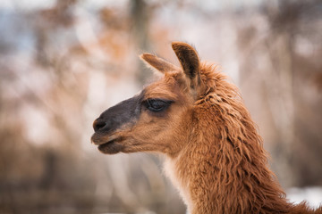 Cute brown Llama portrait