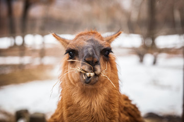 Cute brown Llama portrait