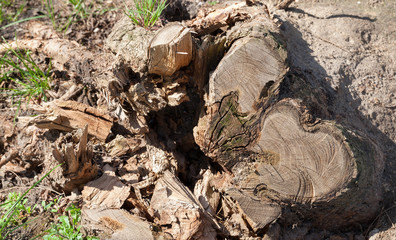 trunk tree crack