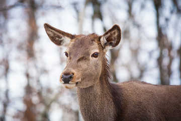 Doe close range portrait