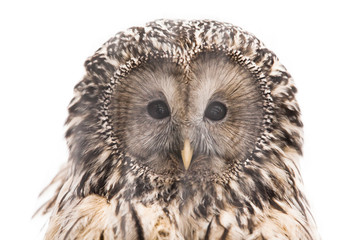 Fototapeta premium Beautiful owl isolated on white