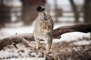 Beautiful wild cat in winter