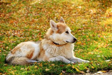 Autumnal shallow depth of field portrait of one white brown thick furred shepherd dog with a collar lies calmly in a park on the grass among yellow red and golden colored leaves and watches carefully