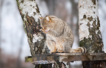 Beautiful wild cat in winter