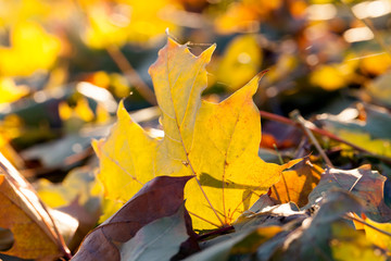 Yellow fallen leaves