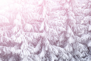 Beautiful fir tree and spruce winter landscape background