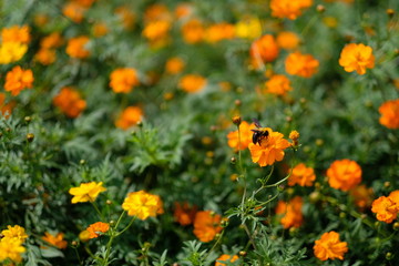 キバナコスモスとハチ