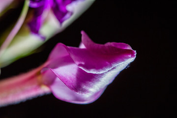 flower red phlox closeup light and shade