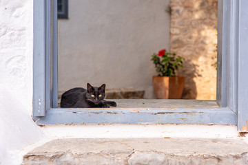 A beautiful wild, stray cat resting in a colorful doorway on the enchanting Greek Island of Hydra.