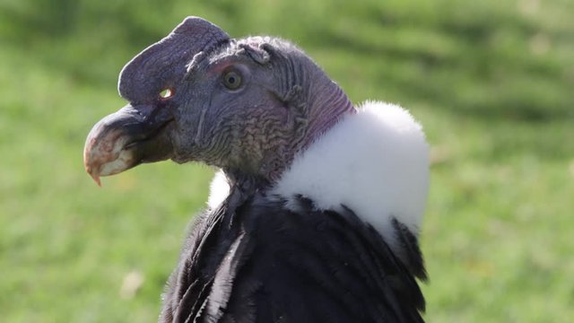 Close up view of an Andean Condor as it looks around in a grassy field.
