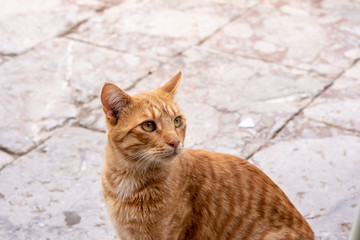 Fototapeta na wymiar Close up of a beautiful wild, stray cat standing on a stone street, on the enchanting Greek Island of Hydra.