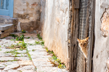 A stunningly beautiful wild, stray kitten peeking through the wooden door of an abandoned building, on the enchanting Greek Island of Hydra. © Page Light Studios