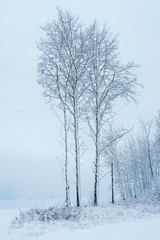 Obraz premium First Snow in the Aspen