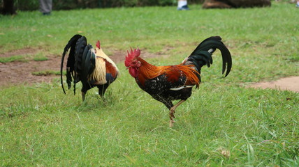 cock and rooster
