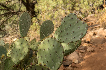 close up of a cactus