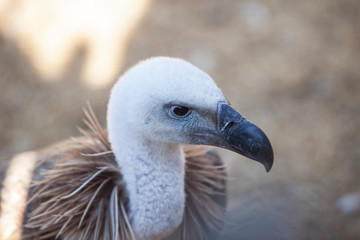 Griffon Vulture or Gyps fulvus perched