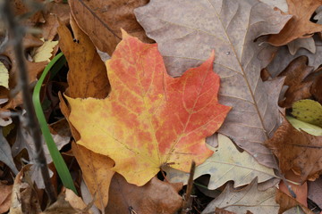 Fall leaves layered atop each other