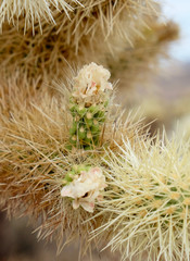 Cholla Detail