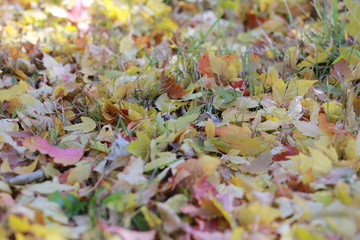 Closeup of fall or autumn leaves in the north country