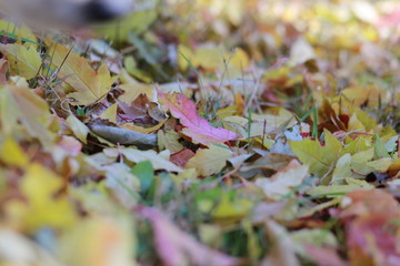 Closeup of fall or autumn leaves in the north country