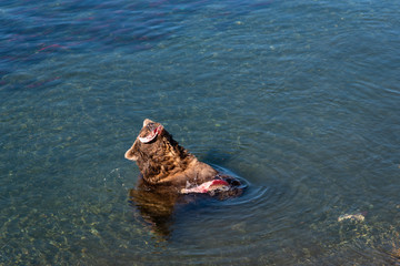 Adult brown bear standing in the Brooks River eating a salmon, swimming salmon in the background
