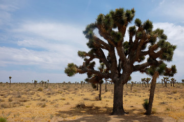 Fototapeta na wymiar Joshua Tree & Desert