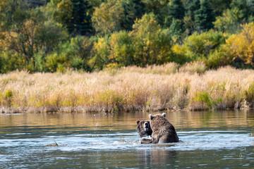 Two juvenile brown bears in the Brooks River play fighting, Katmai National Park, Alaska, USA
