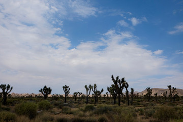 Desert of Trees