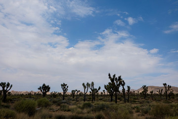 Obraz na płótnie Canvas Desert of Trees
