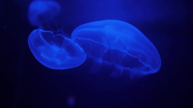 Moon jellyfish close up slow motion background color water
