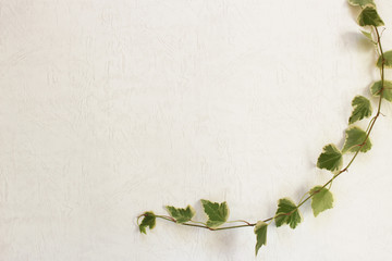 Wallpaper with ivy as background