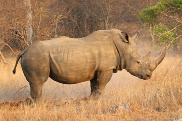 The white rhino male in Kruger National Park