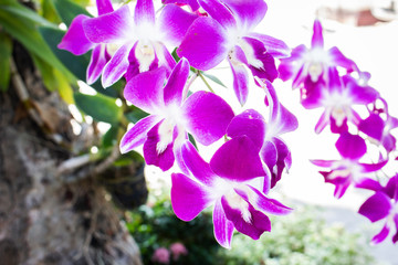Fototapeta na wymiar purple flower nature closeup 