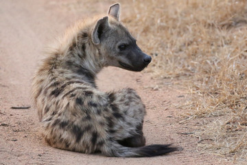 Spotted hyena in Kruger National Park