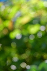 背景素材、自然の丸ボケ、玉ボケ、木漏れ日