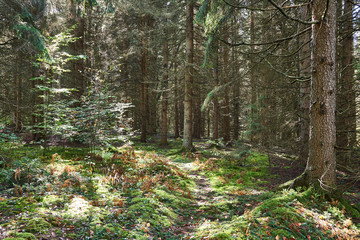 Fototapeta premium A small path leading through a coniferous forest in Pennsylvania. Moss covers the ground, with speckled sunlight spotting the trees.