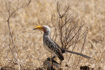 Obraz premium Yellow - billed hornbill in Kruger National Park