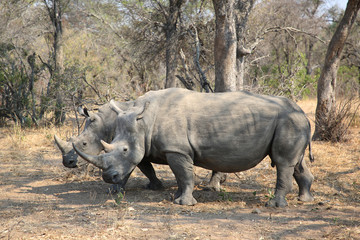 Two white rhino males in Kruger National Park