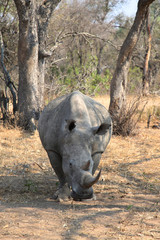 The white rhino male in Kruger National Park