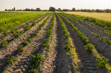 Green field of potato crops in a row. Agriculture. Growing of potato. Organic natural product.