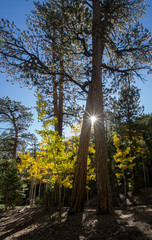 Tree Sunrise Starburst