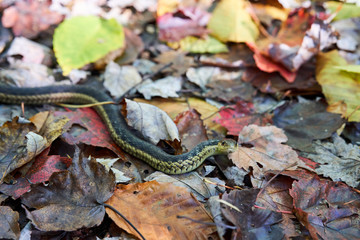 A garter snake on colorful leaves on the ground.