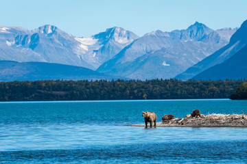 Fototapeta premium Rodzina niedźwiedzi brunatnych, siać z trzema młodymi na mierzei w jeziorze Naknek, Park Narodowy Katmai, Alaska, USA