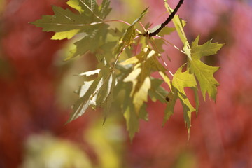 Closeup of fall or autumn leaves in the north country