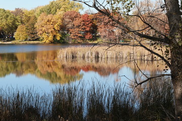 Obraz premium Autumn reflections of trees on the pond