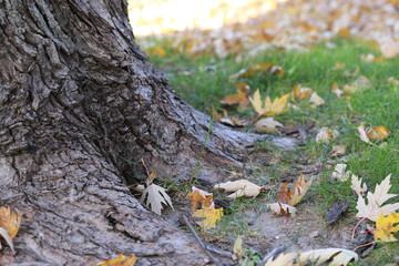 Leaves fallen and resting at the trunk of a tree