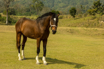 Obraz premium portrait of strong horse in grass field in sunny day,animal,stallion