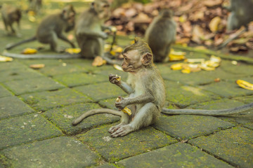 Monkeys in Ubud Monkey Forest, Bali, Indonesia