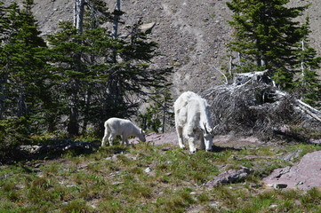 Baby Mountain Goat in Mountains