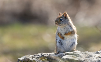 Naklejka na ściany i meble red squirrel sitting on rock